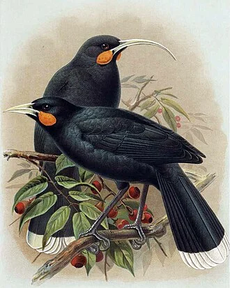 Original caption: Huia (male and female) Heteralocha acutirostris  (three-fifths natural size)An illustration of a pair of Huia, a bird which went extinct in 1907 (approx). The bird in the background with the long curved beak is an adult female and the bird in the foreground is an adult male.  This image was published in Buller, Walter Lawry (1888) "Huia (Heteralocha acutirostris): male and female" in     A History of the Birds of New Zealand, Volume 1 (2nd ed.), London:  Self-published, pp. Plate II Retrieved on 7 September 2010.
