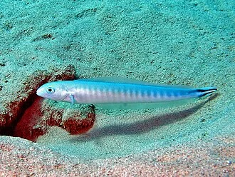Malacanthus brevirostris. Sharm el Sheikh, Egypt