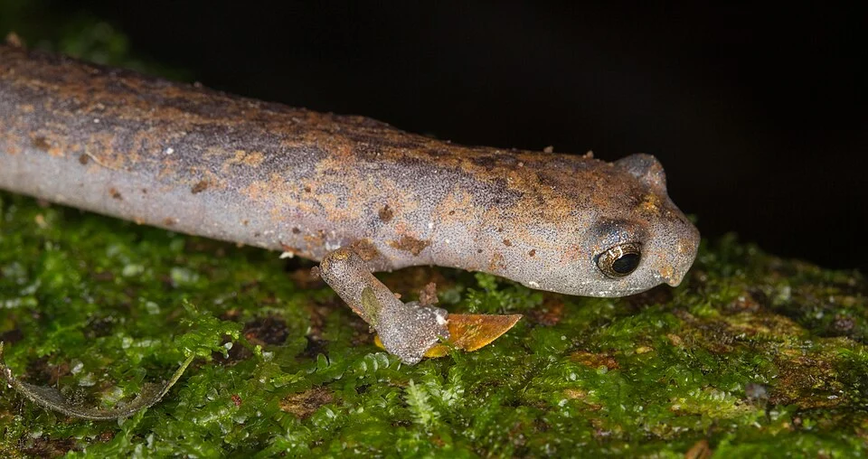 Similar to a RIdge-Headed Salamanda