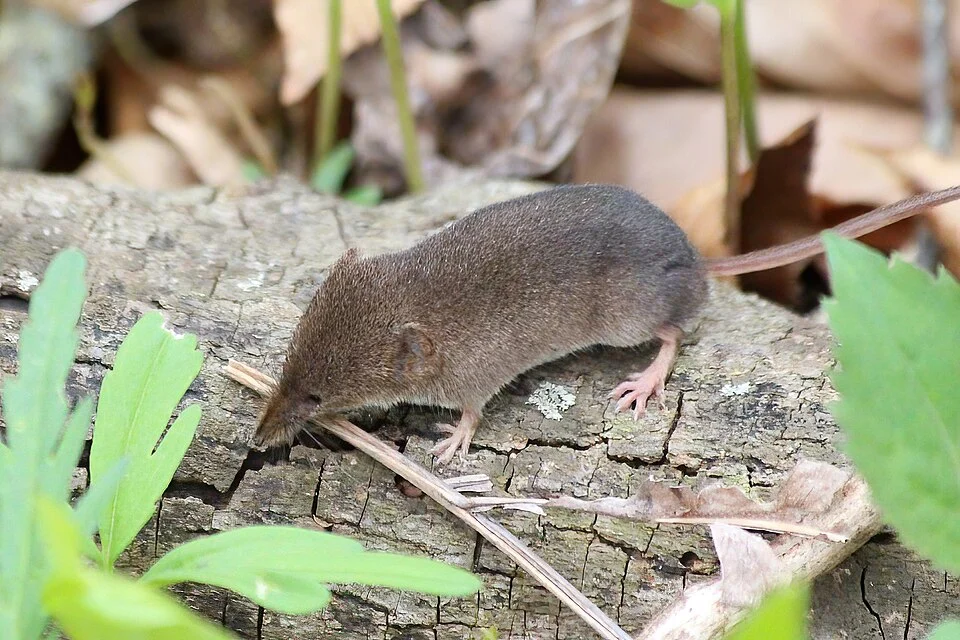 Masked Shrew Sorex cinereus, Harwich, Chatham, Ontario, Canada.