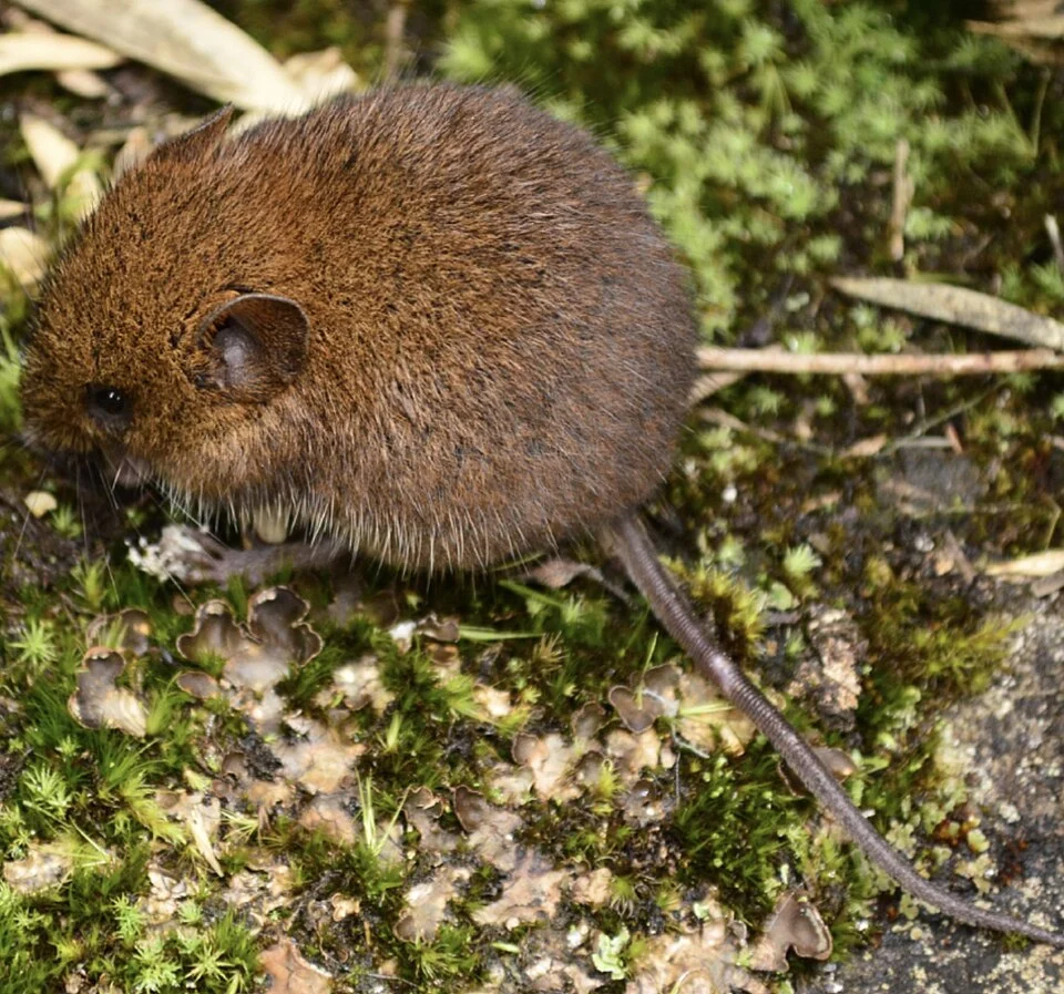 Scotinomys xerampelinus