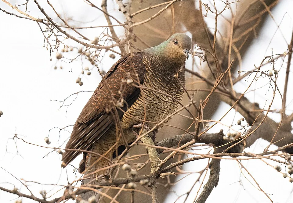 Barred Cuckoo-Dove (Macropygia unchall)