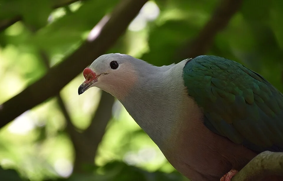 A red-knobbed imperial pigeon at Prospect Park Zoo.