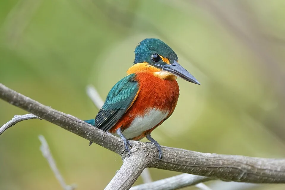 American pygmy kingfisher (male) in Parque Estadual Encontro das Águas, Brazil
