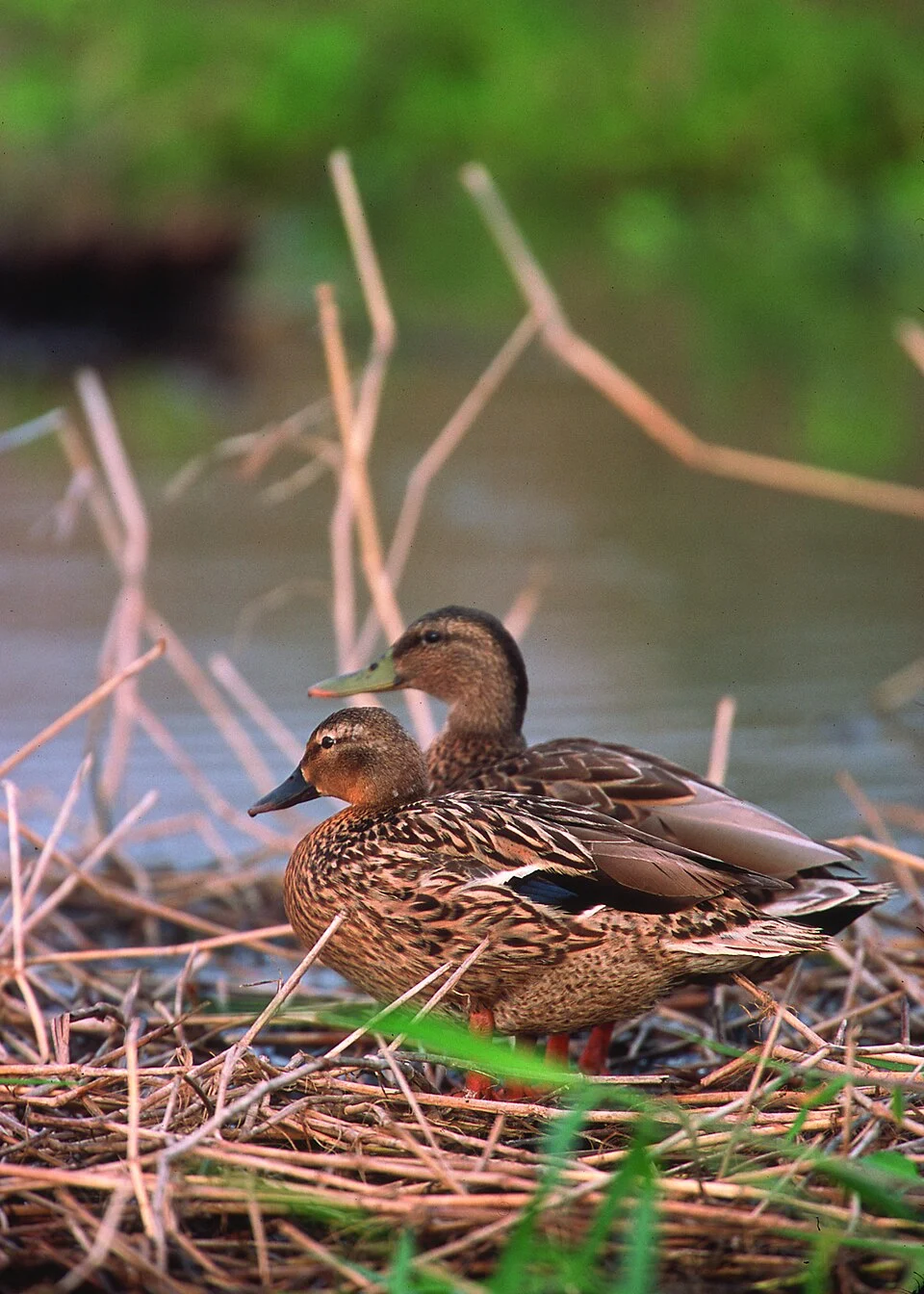 Hawaiian Duck - Koloa