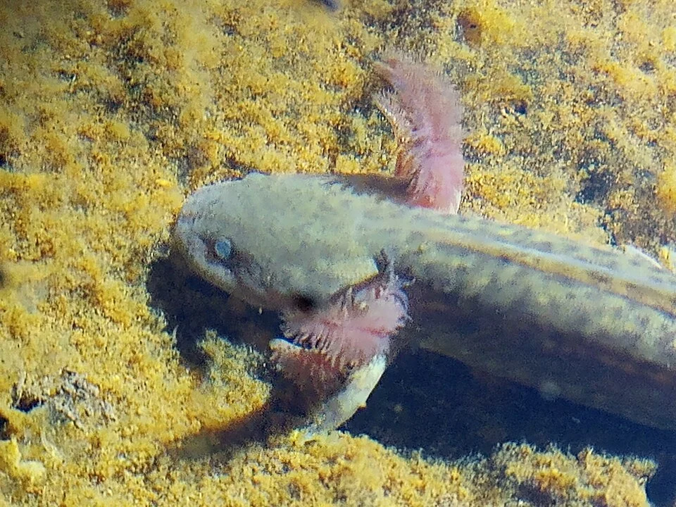 Photo of Blunt-headed Salamander uploaded from iNaturalist.