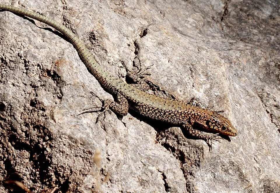 A juvenil Danford's Lizard (Anatololacerta danfordi). Canyon Kayaci, Mersin - Turkey.