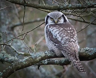 A brown-and-white hawk owl perched among bare branches.