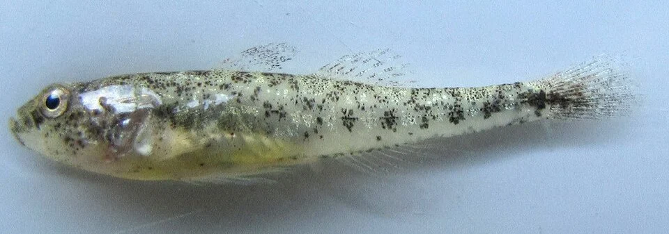 Caucasian dwarf goby (Knipowitschia caucasica) from the Caspian Sea near Bandar-e Anzali, Iran