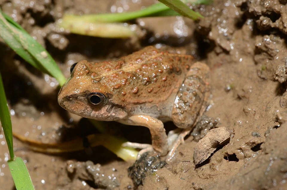 Pleurodema cinereum in Sucre, Bolivia. Photo by Fernando Ignacio Vilar Cueto. Original iNaturalist observation here: https://www.inaturalist.org/observations/276866783
