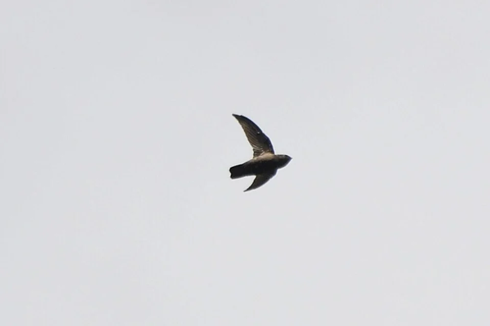 Lesser Antillean Swift (Chaetura martinica), Dominica