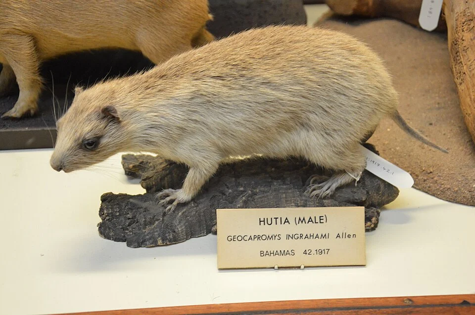 Bahamian hutia or Ingraham's hutia (Geocapromys ingrahami) at the Natural History Museum (National Museum of Ireland) in Dublin.