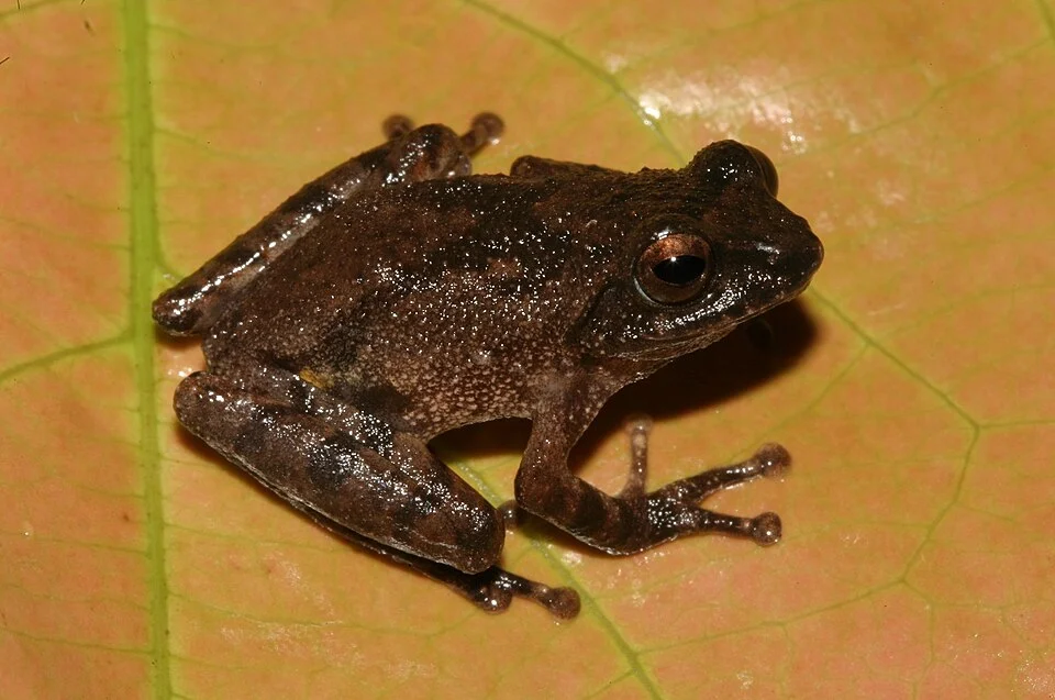 Raorchestes ravii