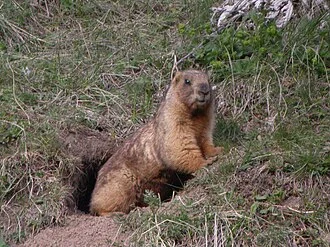 Marmota baibacina (Grey Marmot), Altai Mountains, Kazakhstan