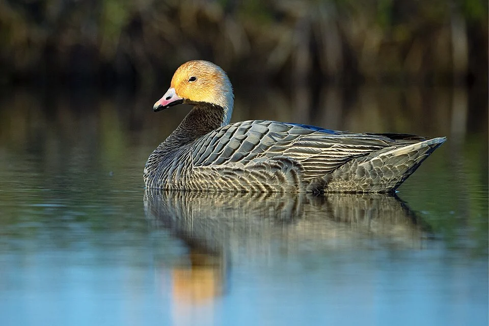 An emperor goose swims on a tundra pond. Kigigak Island, Yukon Delta National Wildlife Refuge.

Credit: Lisa Hupp/USFWS