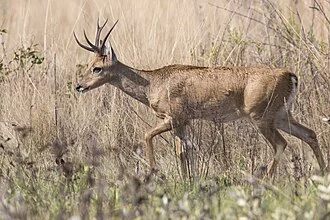 Male pampas deer in Serra da Canastra National Park, Minas Gerais, Brazil.
