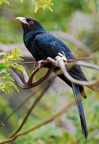Asian Koel Eudynamys scolopaceus shot at chalakudy Kerala India