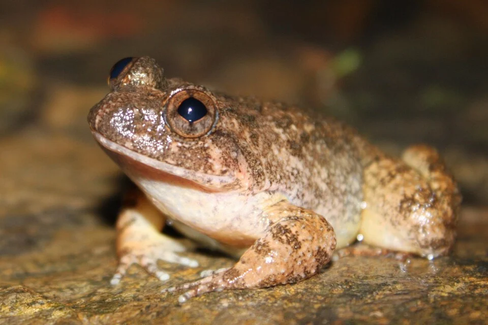 Lesser Spiny Frog, (Paa exilispinosa)

Taken in Sai Kung East country park.