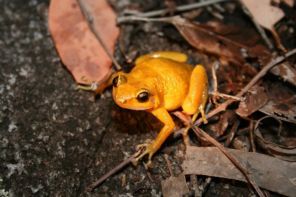 Female of Black Mountain Boulder Frog (Cophixalus saxatilis)
