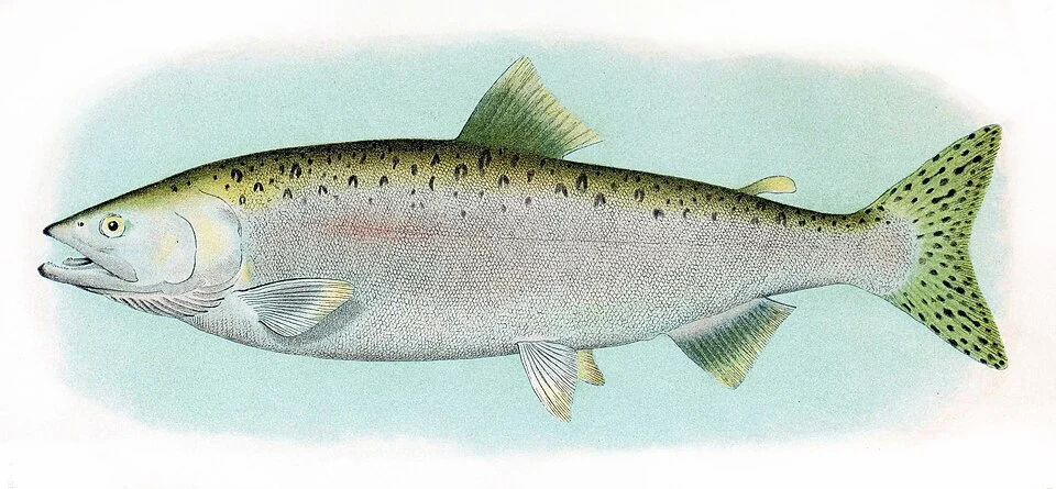 Humpback Salmon, Adult Male