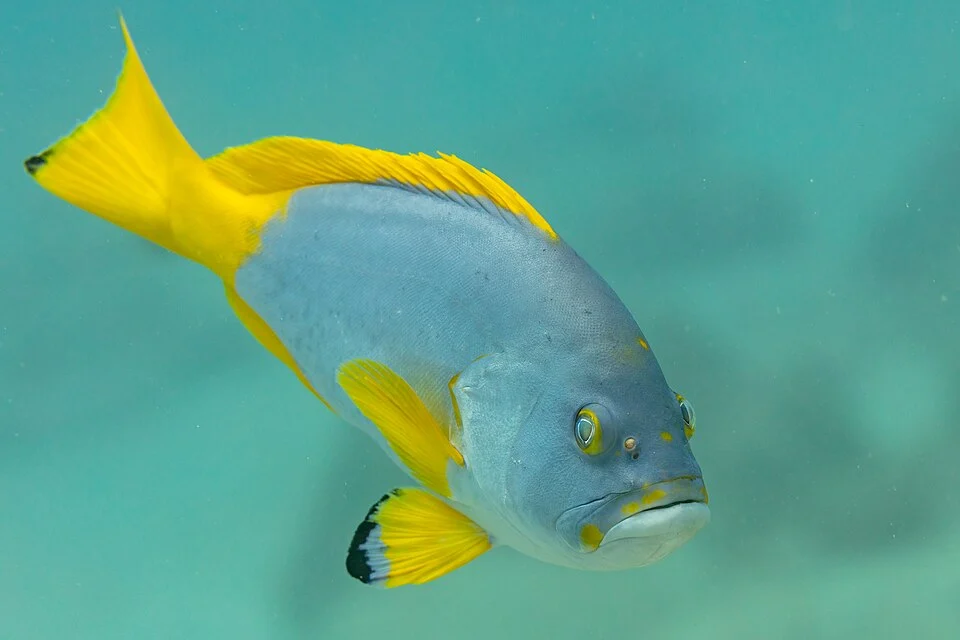 Blue-and-yellow grouper (Epinephelus flavocaeruleus), Mauritius