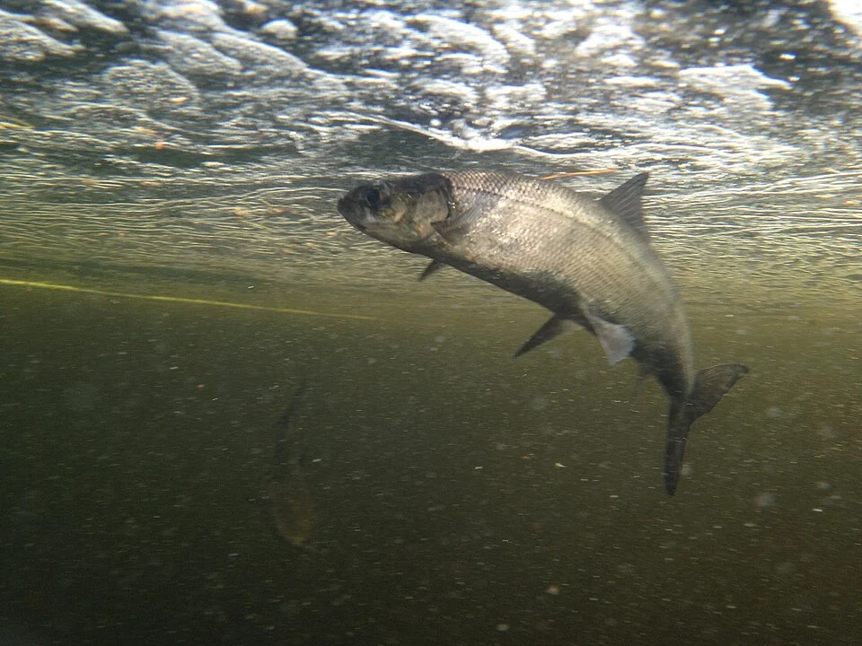 Coregonus huntsmani - Atlantic Whitefish. Species of fish.