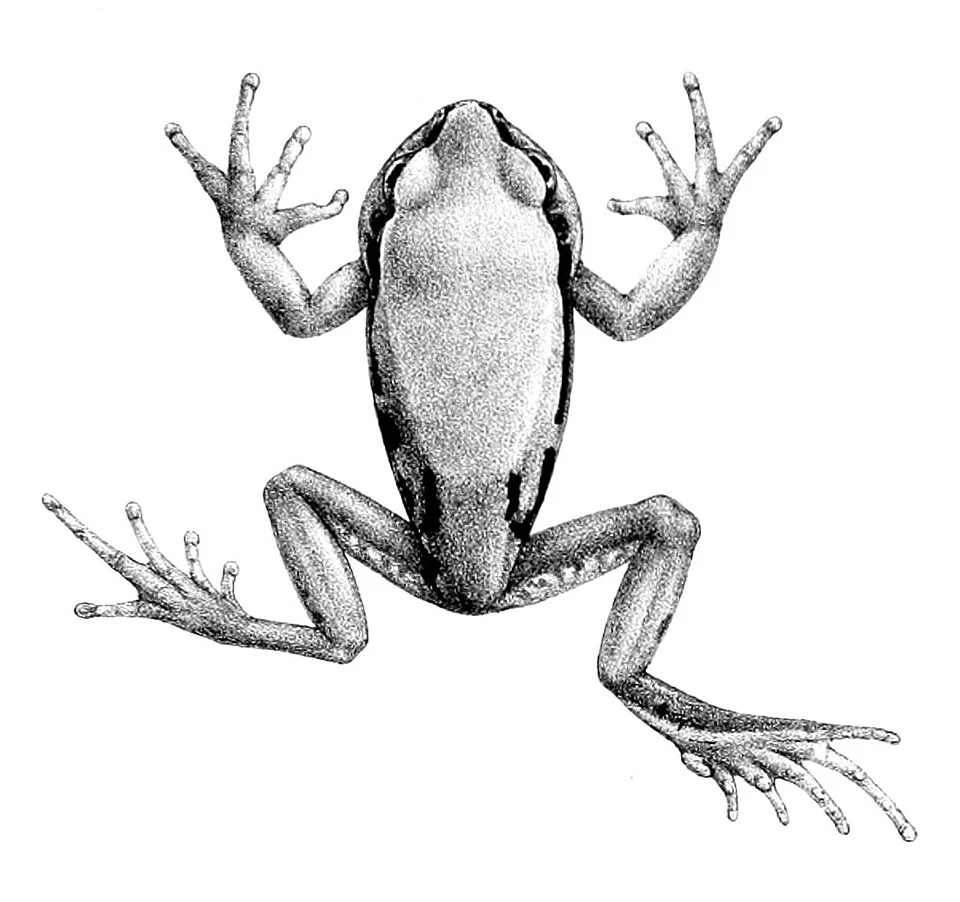 Megalixalus gramineus = Leptopelis gramineus