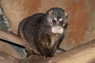 Otter Civet (Cynogale bennettii)