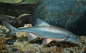 bonytail chub or bonytail, Gila elegans