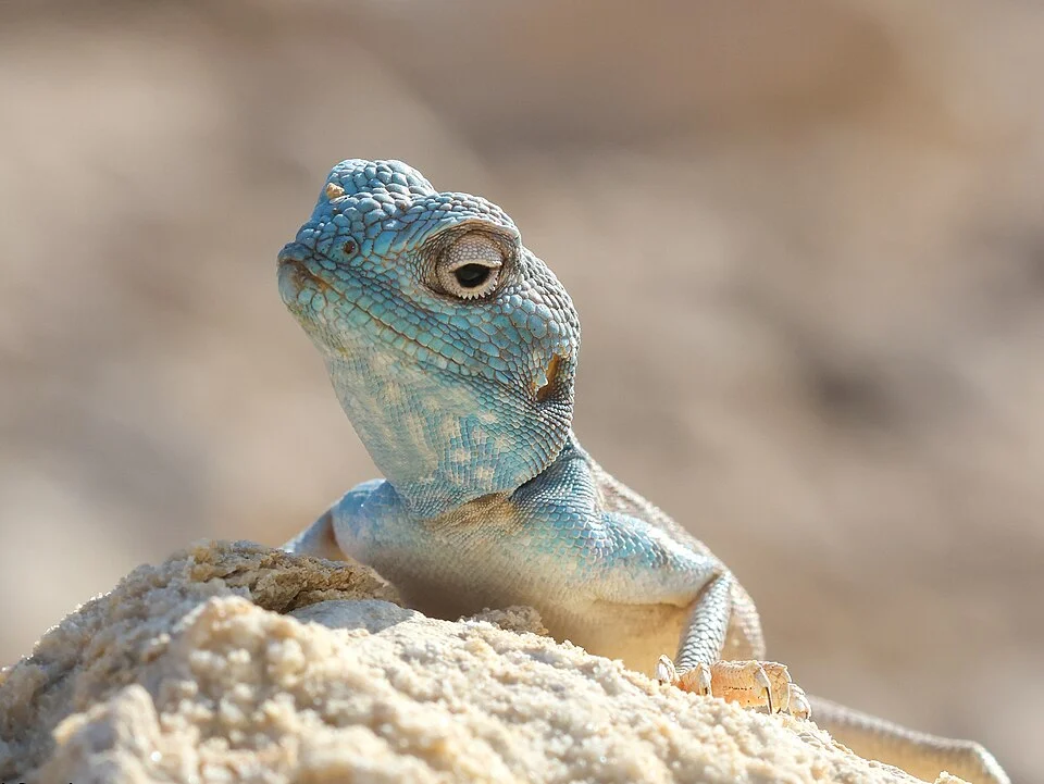 Pseudotrapelus jensvindumi from Al Ain, UAE