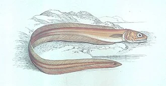 Drummond's Echiodon
Fierasfer dentatus
Echidion drummondii

Subject: Fierasferidae, Echiodon
Tag: Fish