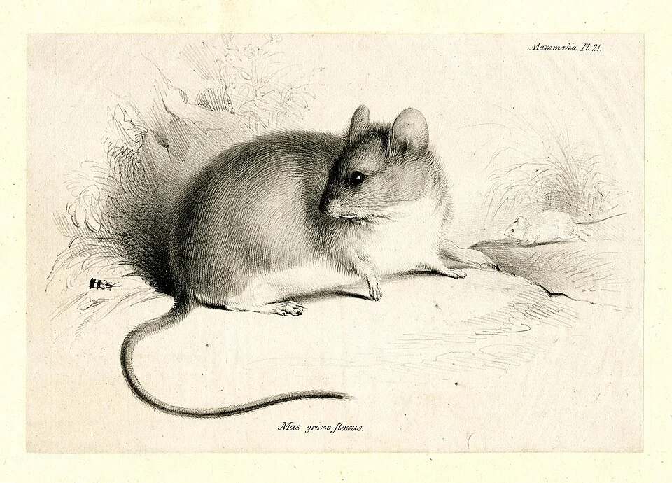 Griseo-flavus mouse on the ground, tail to the left, head looking back to the left, looking at insect at extreme left, another mouse in the right background; plate 21 to 'Mammalia'.
Lithograph, printed on chine collé
