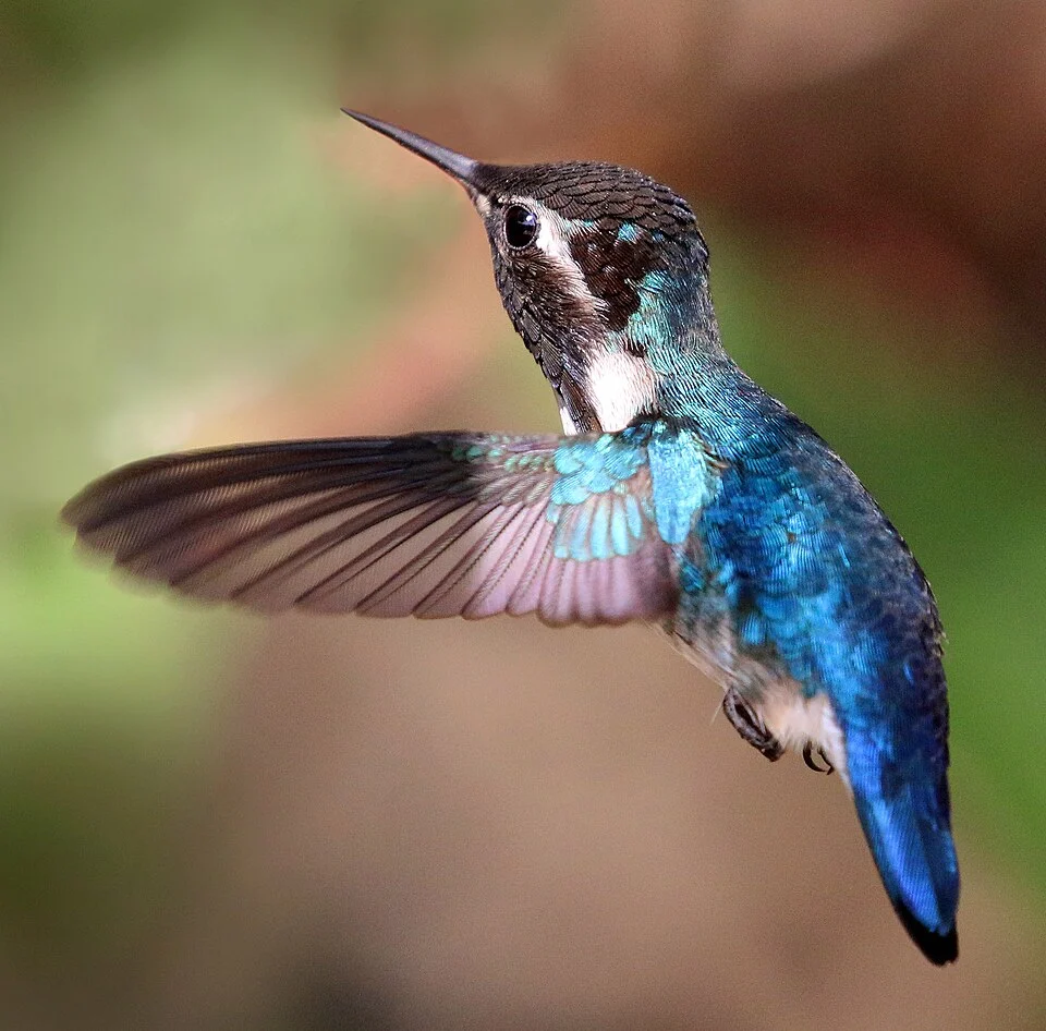 Adult male Bee hummingbird (Melisuga helenae), Cuba.