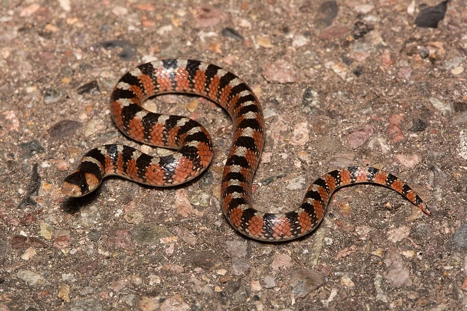 Thornscrub Hook-nosed Snake (Gyalopion quadrangulare) from Sonora, México.