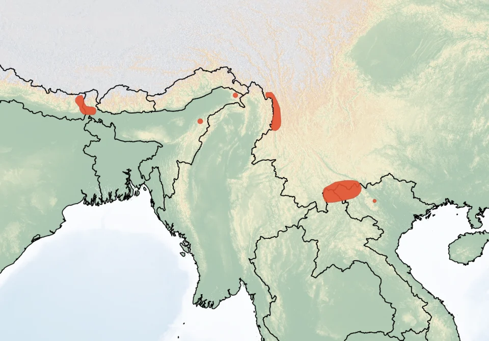 Distribution of Dacnomys millardi. Red - Extant (resident).