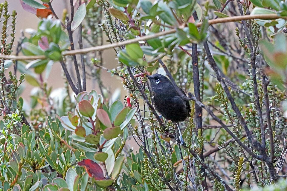 Melionyx fuscus, Wamena, Papua, Indonesia, 2015-08-09 (iNaturalist).