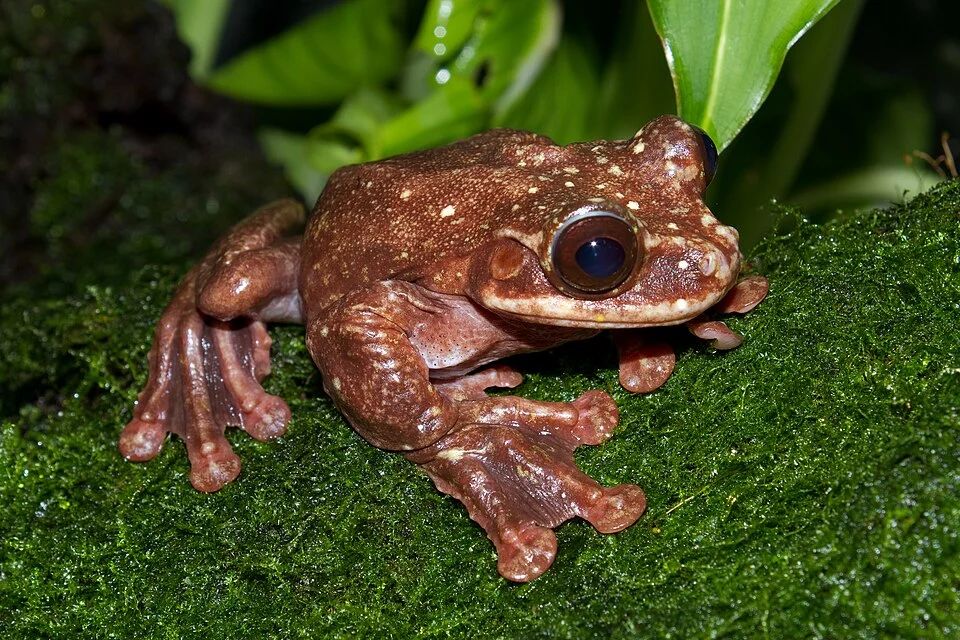 Ecnomiohyla rabborum (Rabb's Fringe-limbed Treefrog).