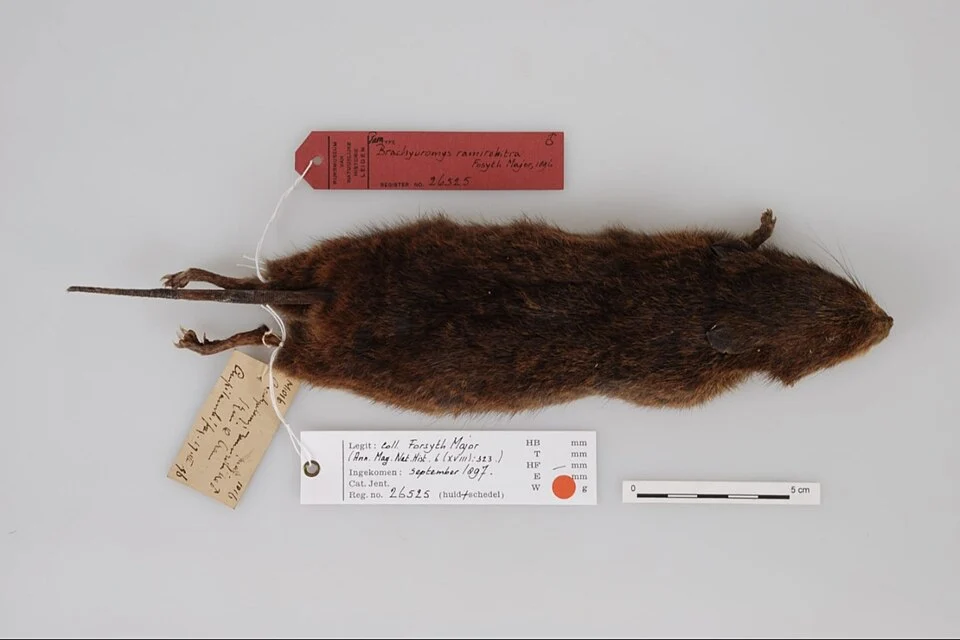 Brachyuromys ramirohitra