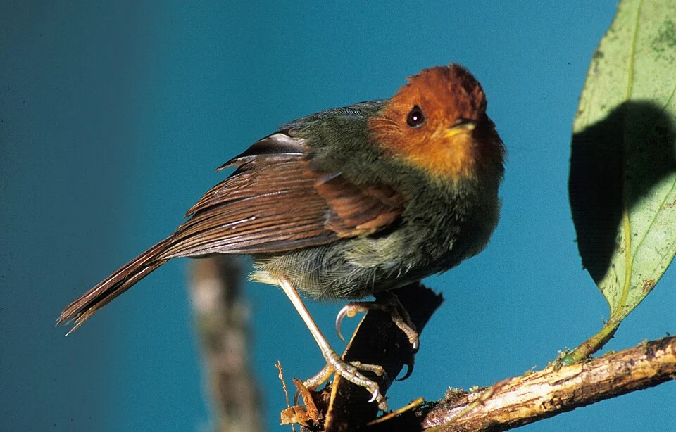 Rufous-headed Pygmy-tyrant (Pseudotriccus ruficeps) from the  NBII Image Gallery. Photographed in Cordillera del Cóndor, Ecuador.