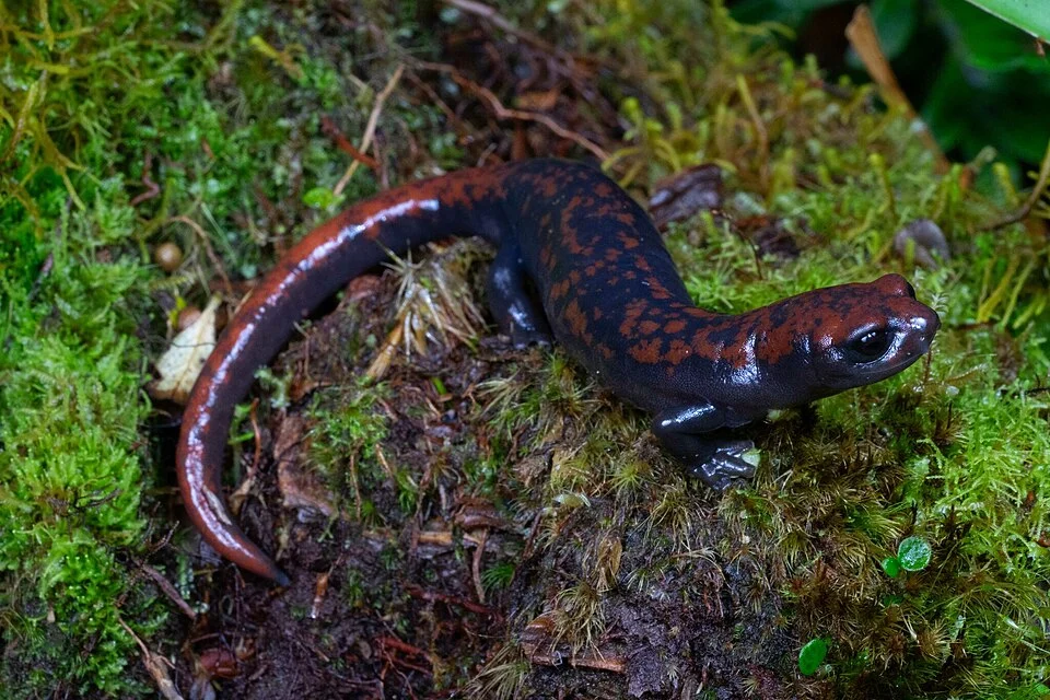 Photographer: Wouter Beukema
Photograph of a lizard, supposedly the Red-spotted Webfoot Salamander (Bolitoglossa compacta) by the original photographer, taken somewhere in Costa Rica.
Wouter Beukema, the original photographer, is said to be a "project manager and researcher at [RAVON]".
Original photograph links:
https://www.inaturalist.org/observations/199273128

https://www.inaturalist.org/photos/351398095