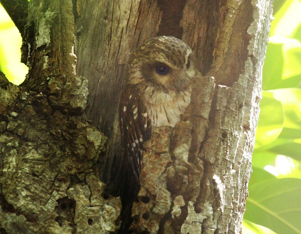 Bare-legged Owl (Gymnoglaux lawrencii)