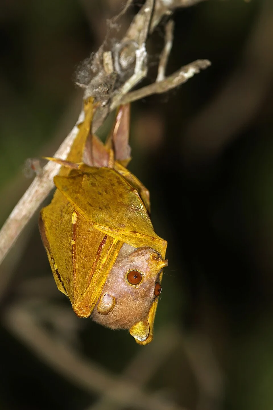 Pallas's Tube-nosed Fruit Bat (Nyctimene cephalotes) in Indonesia