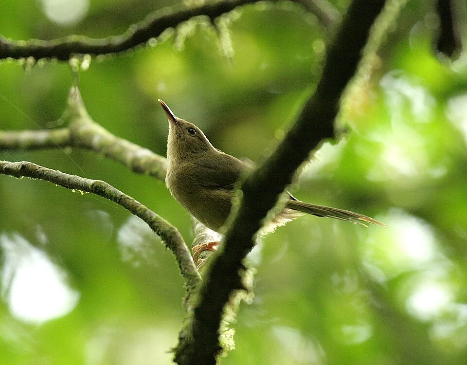 Nesillas mariae, Fomboni, Komorerna, 2008-11-29 (iNaturalist).