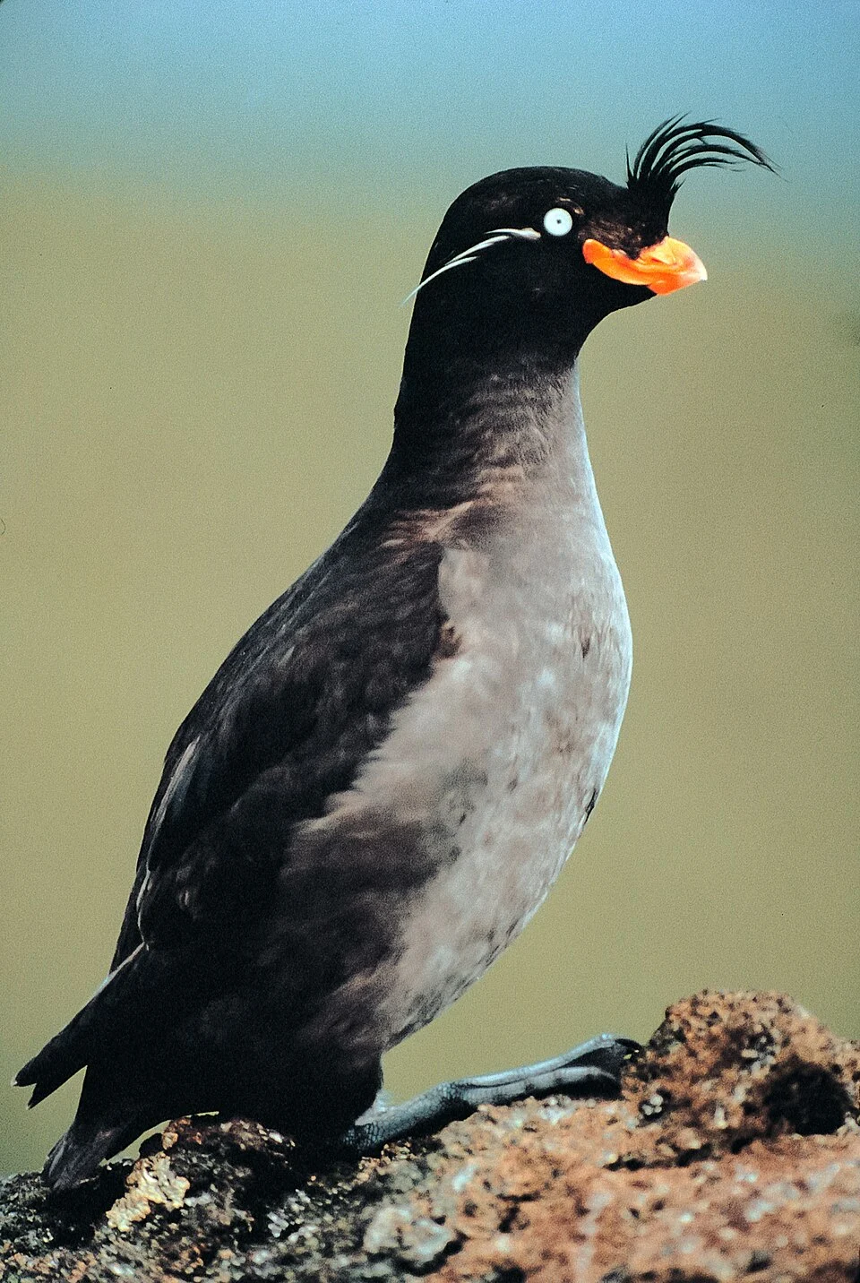 w:Crested Auklet (Aethia cristatella), Kiska Island, Alaska