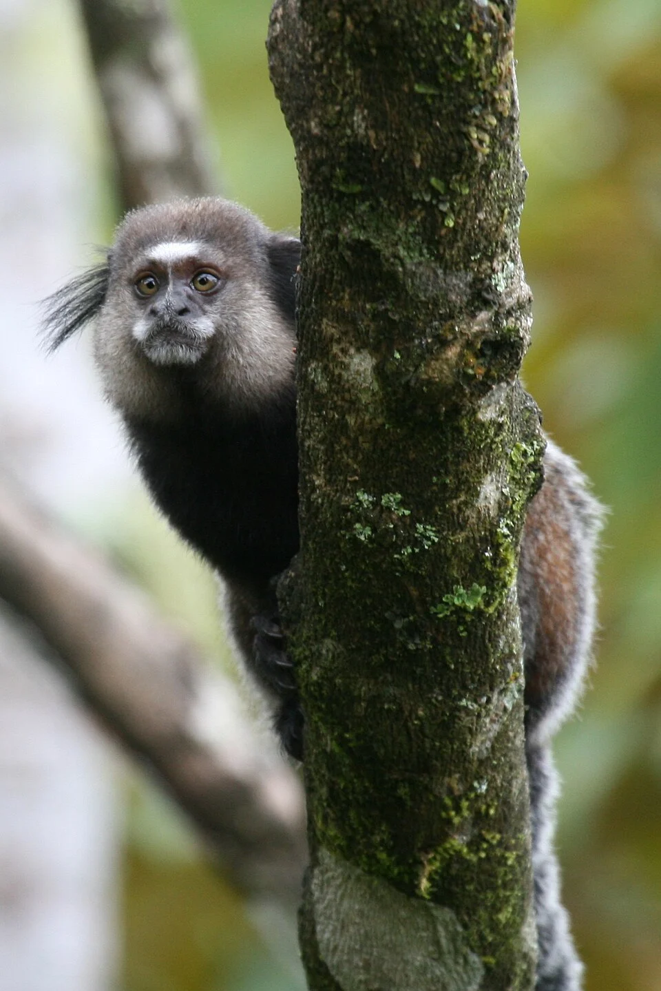 Wied's Tufted-Ear Marmoset in Southern Bahia.