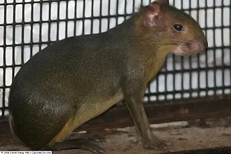 Location taken: Bronx Zoo, Bronx, NY USA. Names: Myoprocta acouchy (Erxleben, 1777), Akouchi ruz, Akuči zelený, Akuczi rudy, Cutias de Rabo, Green Acouchi, Greenish Acuchy, Groene acouchy, Grünes Acouchi, Red Acouch Classification: Animalia > Chordata > Mammalia > Rodentia > Agoutidae > Myoprocta > Myoprocta acouchy.