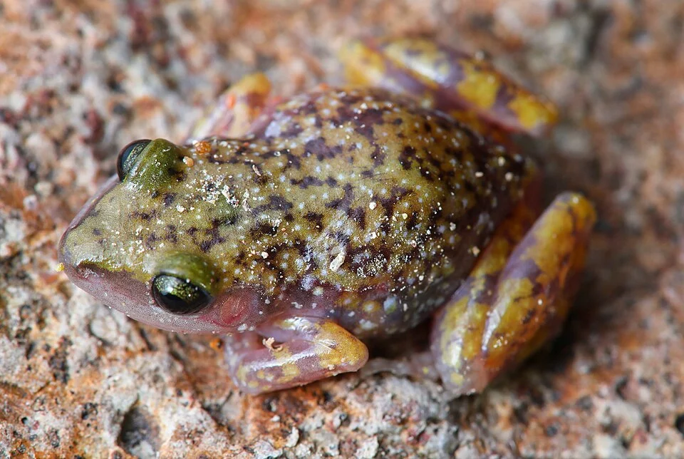 Eleuthrodactylus marnockii