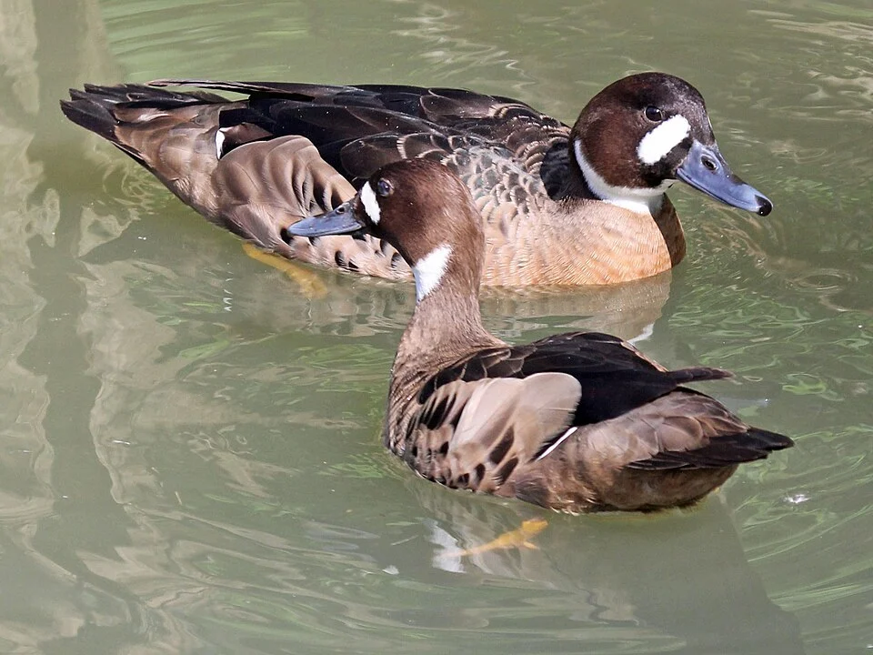 Bronze-winged Duck (Speculanas specularis) at Sylvan Heights Waterfowl Park in Scotland Neck, North Carolina.