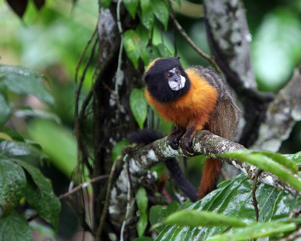 en:Golden-mantled Tamarin; de:Goldmanteltamarin; nl:Goudmanteltamarin (Saguinus tripartitus)