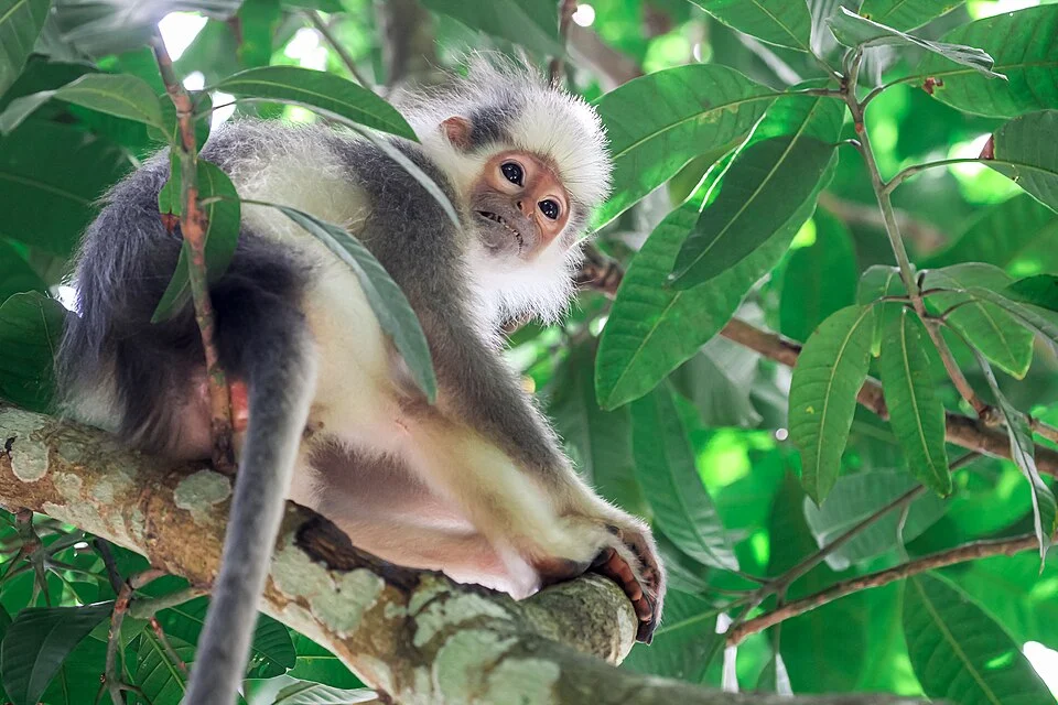 Taman Nasional Bukit Barisan Selatan - Tambling Wildlife Nature Conservation
